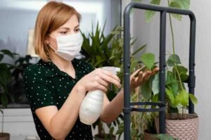 Read more about the article How to Get Rid of Gnats on Indoor Plants: Natural Solutions